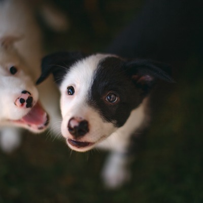 可爱牧羊犬头像 边境牧羊犬幼崽图片