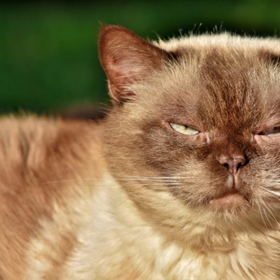 短毛猫微信头像 脸圆头大的英国短毛猫图片