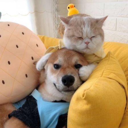 猫狗情侣头像，可爱猫狗情侣头像一左一右