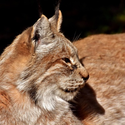 猞猁头像 体型似猫的猞猁图片