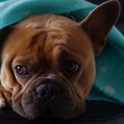 呆萌可爱的法国斗牛犬QQ微信头像图片