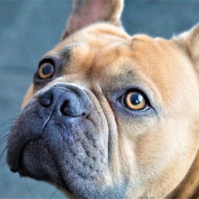 呆萌可爱的法国斗牛犬QQ微信头像图片