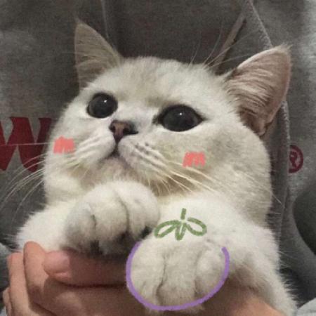 小猫情侣头像，小猫情侣头像超萌高清一对