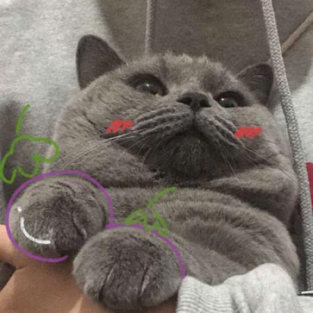 小猫情侣头像，小猫情侣头像超萌高清一对