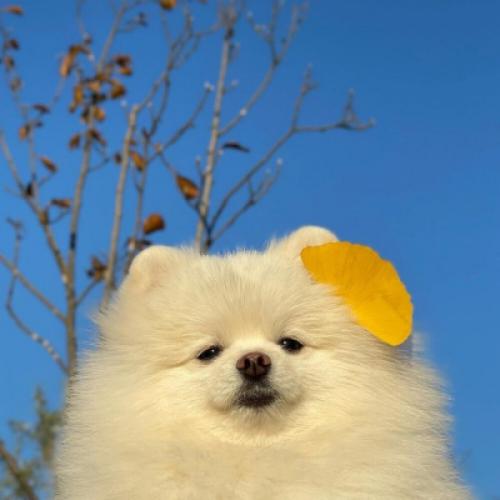 可爱萌宠头像狗狗，呆萌的样子这也太萌化人心了吧