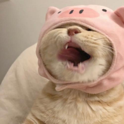 适合做头像的萌宠图片，搞笑又经典的可爱猫咪