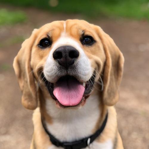 可爱的米格鲁猎兔犬头部QQ微信头像图片