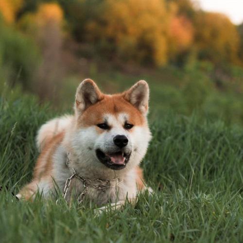 好看活泼开朗的秋田犬QQ微信图片