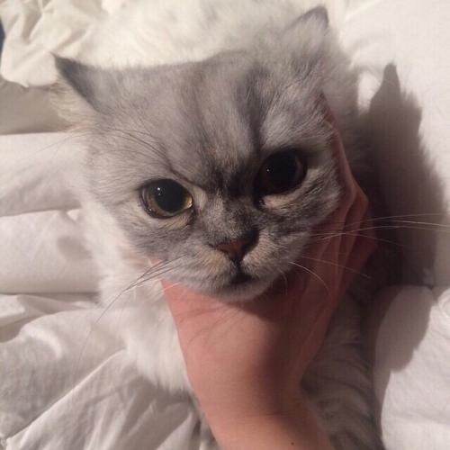 微信头像萌宠可爱图片狗狗小猫，这也太可爱了吧