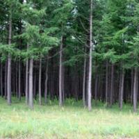塞罕坝国家森林公园qq风景头像大全,水的源头,云的故乡,花的世界