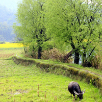 严田古樟田园风光,大山与绿色构成最美的画卷