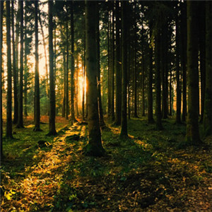 茂密的森林头像 大自然森林风景图片