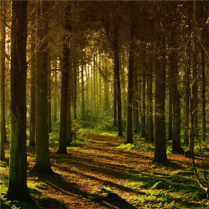 茂密的森林头像 大自然森林风景图片