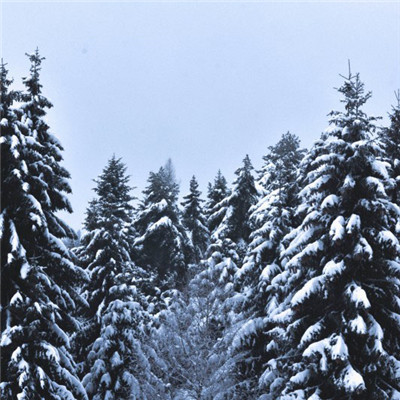 微信冬天雪景头像，冬天被雪覆盖的树图片