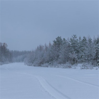 微信冬天雪景头像，冬天被雪覆盖的树图片