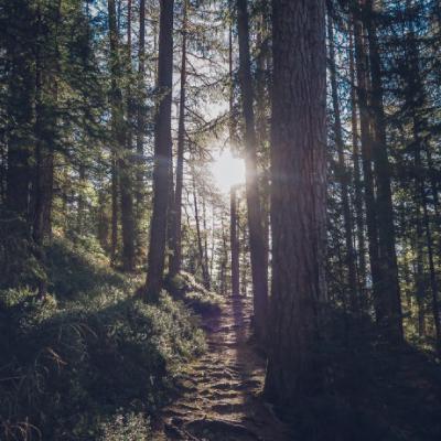 微信头像风景森林，绿色养眼的森林风景图片
