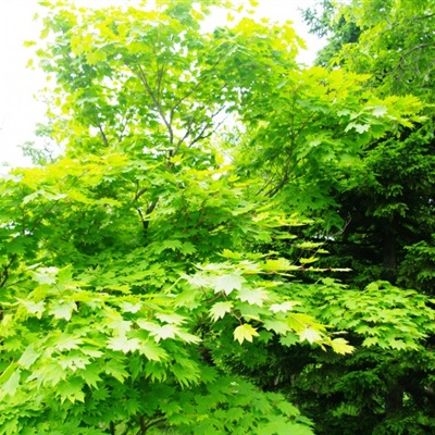 郁郁葱葱的绿色树林风景微信头像图片
