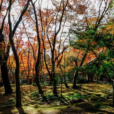 微信头像树林，感受美丽的树林风景高清图片