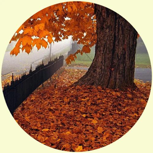 令人心旷神怡秋天的美景微信头像最美图片