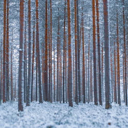 冬天的雪景真美啊，做微信头像绝对好看