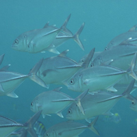 各种海洋生物海头像图片,全部是你没见过的鱼、贝、虾、蟹等生物