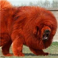 qq头像藏獒霸气的,藏獒独有的神武的外形