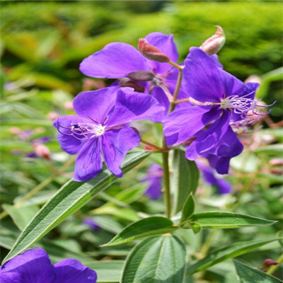 紫色花朵的微信头像,芬芳的紫罗兰图片