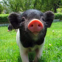 可爱小猪头像,小猪可爱的萌旳头像,小宠物真有意思了