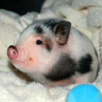 可爱小猪头像,小猪可爱的萌旳头像,小宠物真有意思了