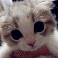 最萌的猫咪可爱又搞笑,喜欢小猫的朋友拿走了