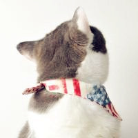 喜欢猫猫的进来,白黑混沌的小猫萌萌哒