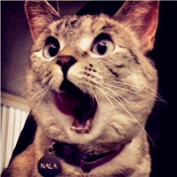 可爱搞笑猫咪头像,FUCK想笑死我吗