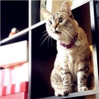 可爱搞笑猫咪头像,FUCK想笑死我吗