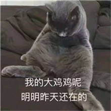 苍天呀偷偷抹泪受了委屈 猫咪萌图头像带字图片