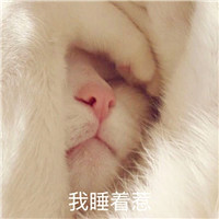 情侣头像搞笑逗比动物图片带字的,这时候应该装傻