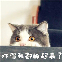 猫图片卖萌带字头像,肥猫咪带字搞笑图片