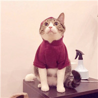 动物搞笑情侣头像，猫狗的、两只狗狗的、还有小猪的