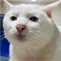 动物搞笑情侣头像，猫狗的、两只狗狗的、还有小猪的