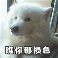 这些狗狗的表情直接是笑死人了,搞笑狗狗带字头像图片