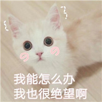 适合做头像的搞怪猫咪，可爱猫咪这表情太萌了