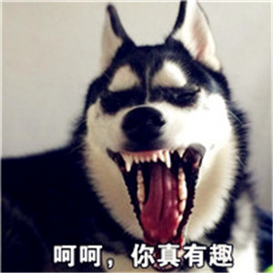 二哈人世界你是无法理解的 二哈搞笑头像带字