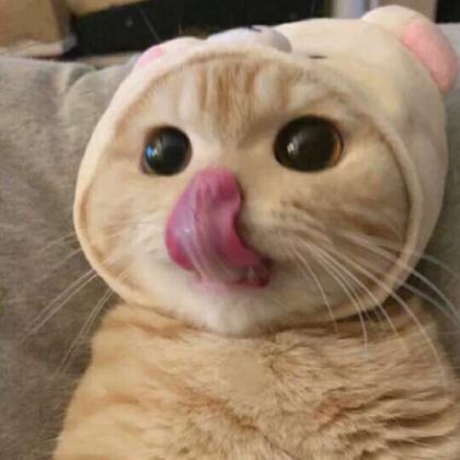 喜欢猫的亲们福利，搞笑的小猫咪微信头像