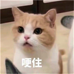 搞笑的微信头像,个性搞笑表情包系图片