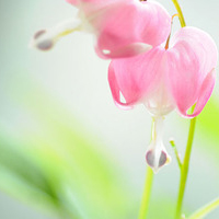 漂亮而好看的唯美清新个性花朵头像图片153P(花朵颜色众多)