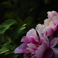 花中之王 牡丹花头像图片,一副‘花王’的气派”