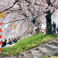 关于樱花的qq头像_为日本国花，深受日本民众的喜爱