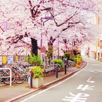 关于樱花的qq头像_为日本国花，深受日本民众的喜爱