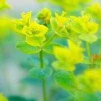 花开花落紫色,黄色,红色,白色五颜六色唯美小清新花朵头像图片大全