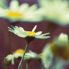 长命菊、延命菊,高清唯美雏菊头像图片,纯洁的美、天真、和平