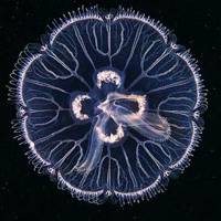 意境唯美海底头像,海底生物头像(附原大图片)海底仙境晶莹剔透，完美至极
